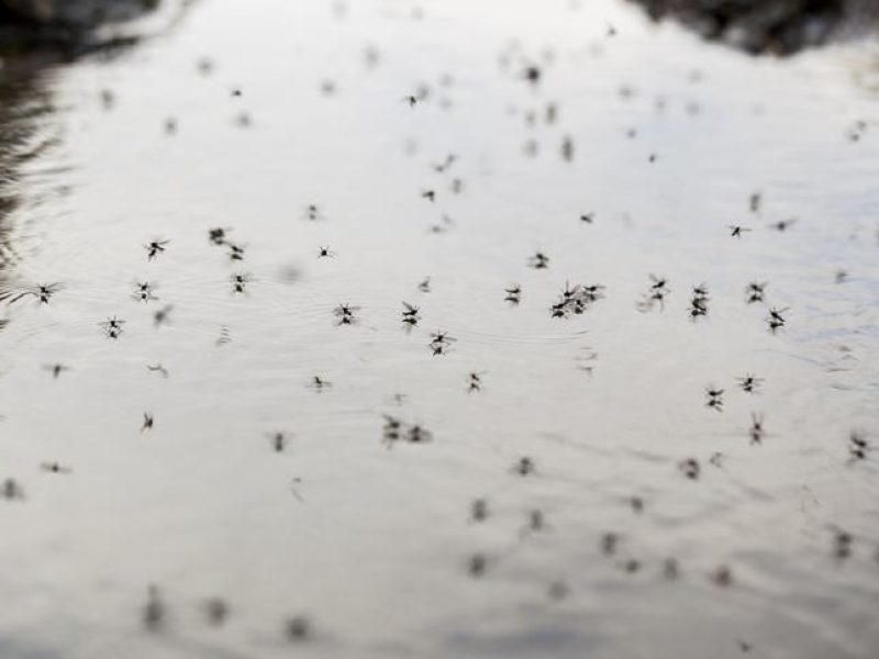 Water mosquito sitting on the water surface.
